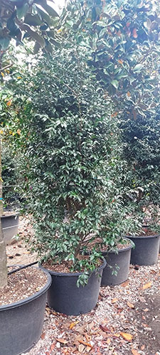 Camellia Sasanqua Cleopatra White. Winter Flowering Camellias UK