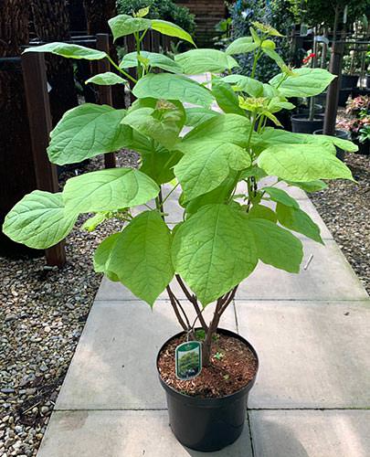 Catalpa Bignonioides Aurea Buy Online UK & IRL delivery