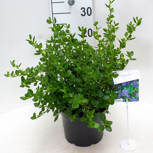 Buy Ceanothus Yankee Point Blue Flowering Evergreen Shrub