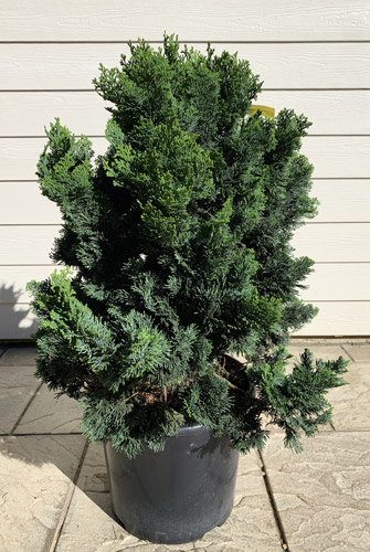 Chamaecyparis Obtusa Nana. Dwarf Hinoki Cypress Tree Online