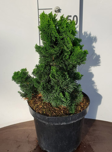 Chamaecyparis Obtusa Nana. Dwarf Hinoki Cypress Tree Online