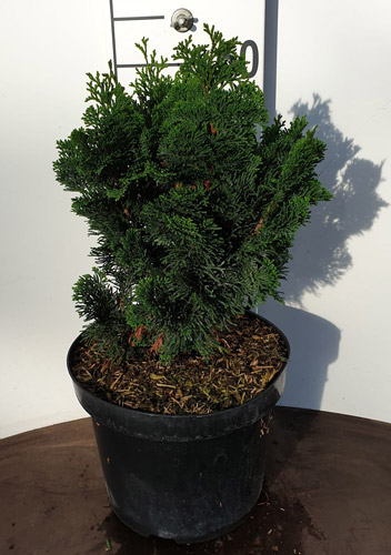 Chamaecyparis Obtusa Nana. Dwarf Hinoki Cypress Tree Online