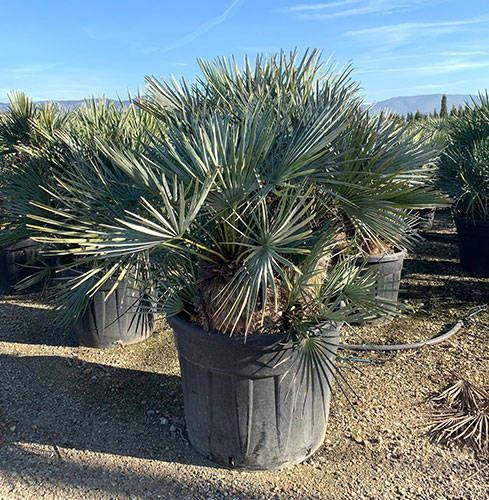 Chamaerops Humilis Cerifera Blue Mediterranean Fan Palm Uk