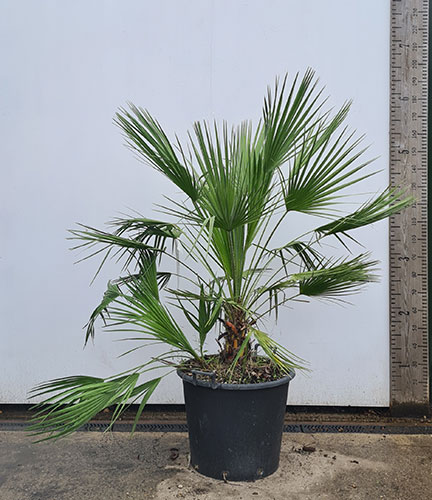 Chaemerops Humilis London & Online UK. Hardy Fan Palms UK