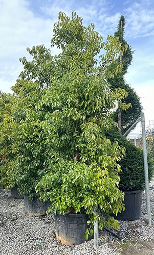 Cinnamomum Camphora or Camphor Laurel For Sale Online UK