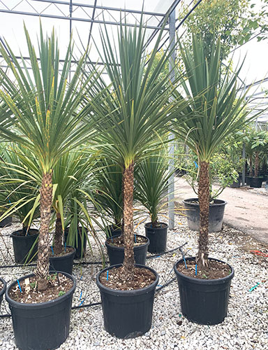 Cordyline Australis. New Zealand Cabbage Palm Hardy Palms UK