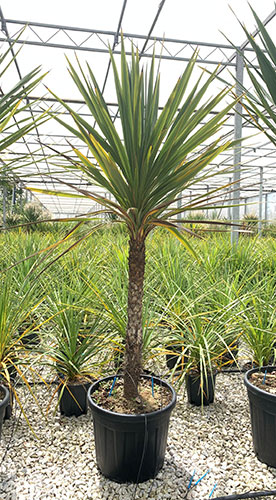 Cordyline Australis. New Zealand Cabbage Palm Hardy Palms UK