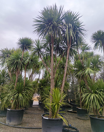 Cordyline Australis New Zealand Cabbage Tree Hardy Palms UK