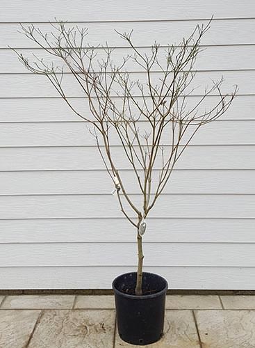 Cornus Florida Cloud Nine Cloud 9 Ornamental Tree Buy Online