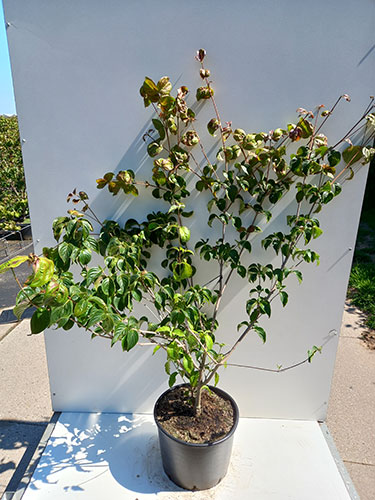 Cornus Kousa Miss Satomi UK. Flowering Dogwood for sale UK.