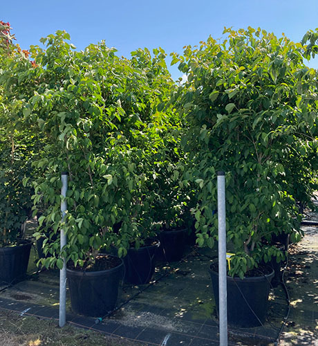 Cornus Norman Hadden. Dogwood Norman Hadden Decorative Tree