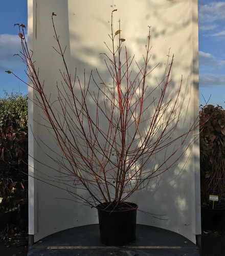 Cornus Sanguinea Anny or Dogwood Anny Winter Orange Buy UK