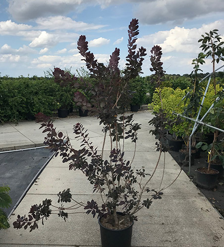 Cotinus Coggygria Royal Purple Smoke Bush. London Nursery UK