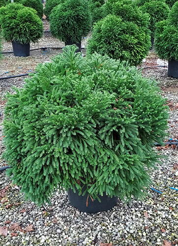 Cryptomeria Japonica Globosa Nana. Dwarf Japanese Cedar