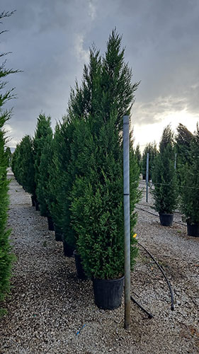 Cupressocyparis Leylandii 2001 Green Leylandii 2001 Hedging