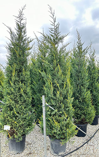 Leylandii Castlewellan Gold for Hedging. Cupressocyparis. UK