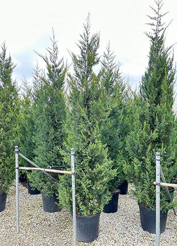 Leylandii Castlewellan Gold for Hedging. Cupressocyparis. UK