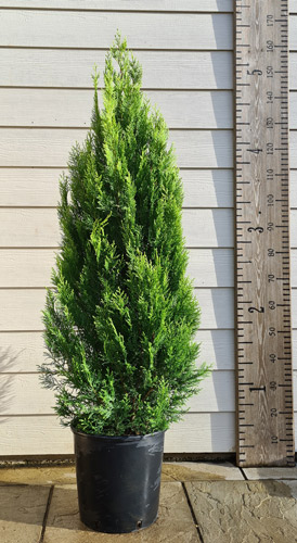 Cupressocyparis Leylandii Pyramidalis Aurea Leyland Cypress Golden Pyramid