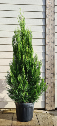 Leylandii Pyramidalis Aurea Leyland Cypress Golden Pyramid