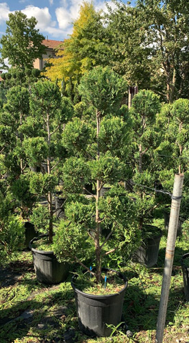 Cupressus Castlewellan Gold Topiary Column and Ball Trees