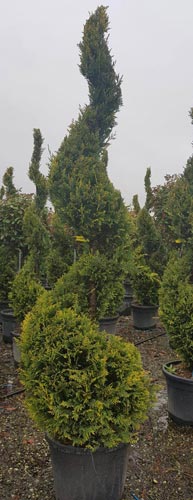 Cupressus Castlewellan Aurea Spiral Topiary for Sale UK.