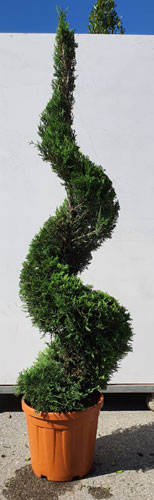 Cupressus Castlewellan Aurea Spiral Topiary for Sale UK.