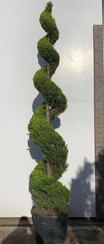 Cupressus Goldcrest Topiary Spirals. Goldcrest Wilma Topiary