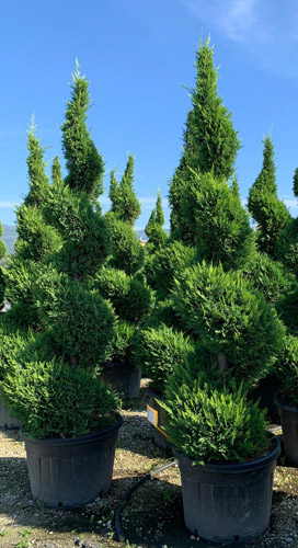 Conifer Topiary Plants Buy Online UK Leyland Cypress Spirals