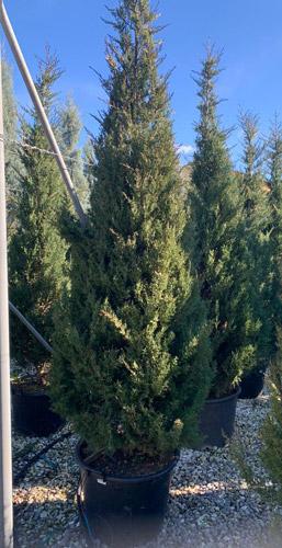 Cupressus Sempervirens Agrimed Italian Cypress Agrimed