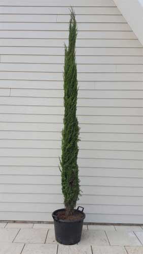 Italian Cypress Trees. Cupressus Sempervirens We Sell Online