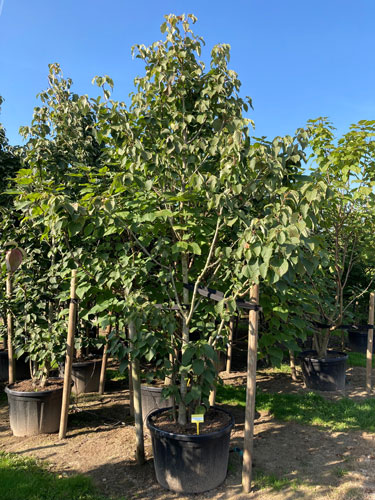 Davidia Involucrata tree for sale Online London UK