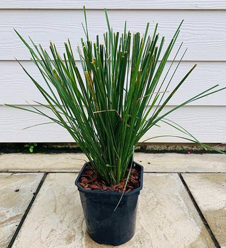 Deschampsia Cespitosa Goldtau Grasses Buy Online UK