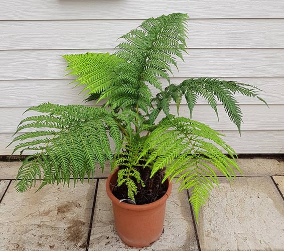 Australian Tree Ferns Dicksonia Antarctica Tasmanian Tree Fern