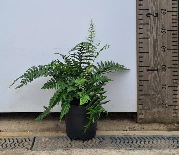 Dryopteris Wallichiana. Wallich's Wood Fern. Hawaiian Ferns.