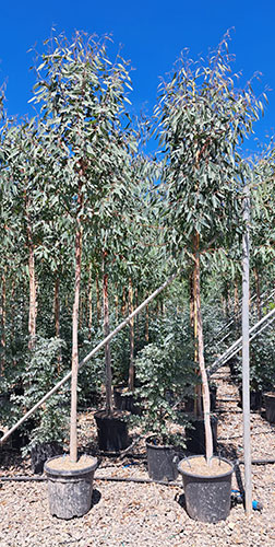 Eucalyptus Camaldulensis Rostrata Red River Gum Tree