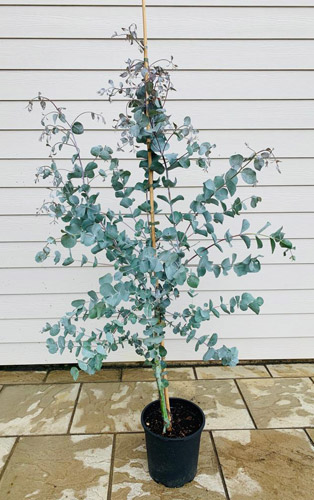 Eucalyptus Glaucescens Tree Tingiringi Gum Tree. Buy Online