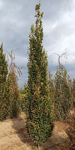 Fagus Sylvatica Dawyck Gold Beech Trees for Sale Online UK