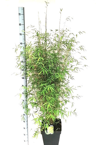 Fargesia Angustissima Non Invasive Bamboo Plants Buy UK