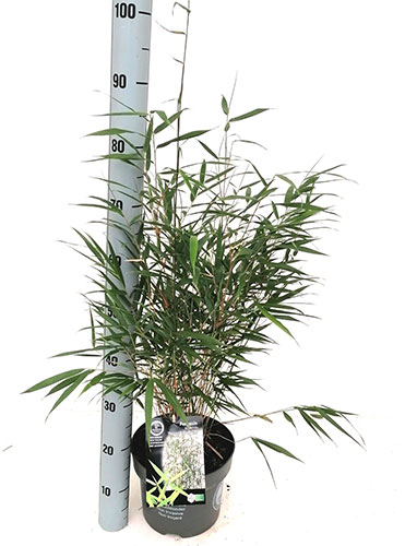 Fargesia Asian Wonder Bamboo. Umbrella Bamboo Asian Wonder