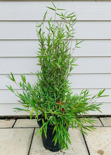 Fargesia Obelisk Umbrella Bamboo Fargesia Nitida Obelisk