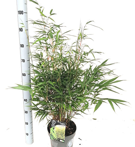 Fargesia Robusta Formidable Fountain Bamboo Formidable