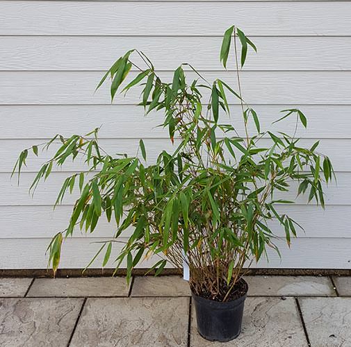 Fargesia Robusta Wolong. Fargesia Wolong Bamboo for Sale