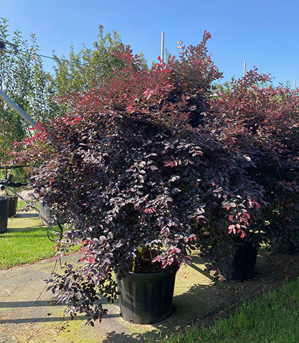 Globe Topiary Loropetalum Chinense Buy UK. Topiary Globe