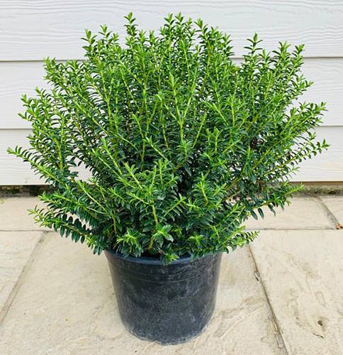 Hebe Champagne Shrubby Veronica Champagne for Sale Online UK