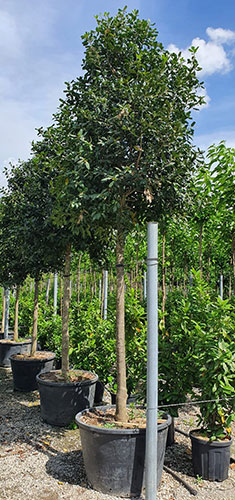 Holly Full Standard Trees For Evergreen Screening, UK