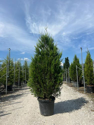 Thuja Plicata Western Red Cedar Trees for Hedging