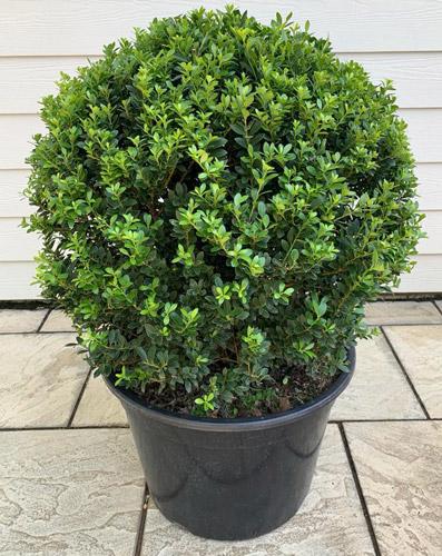 Ilex Crenata Topiary Balls. Japanese Holly Globes Buy UK