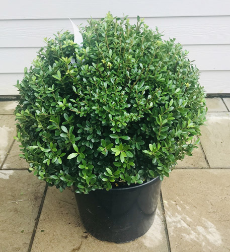 Ilex Crenata Topiary Balls. Japanese Holly Globes Buy UK