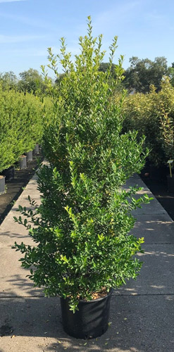 Ilex crenata Blondie Japanese Holly Globes. Box Alternative