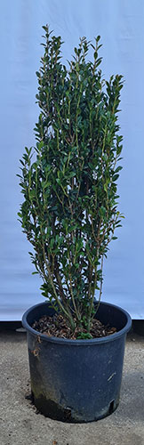 Ilex Crenata Fastigiata Japanese Holly Fastigiata Buy Online